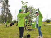 Энергетики СГК высадили липовые аллеи в Мысках и Новокузнецке