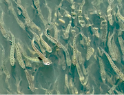 Электростанции ДГК зарыбляют водоемы Приморья