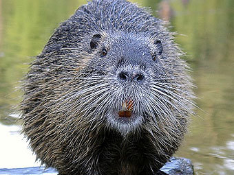 В Риге пройдет конкурс по пуганию бобров