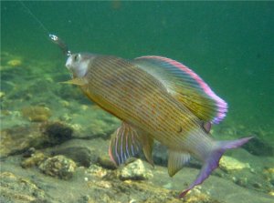 За уральским хариусом