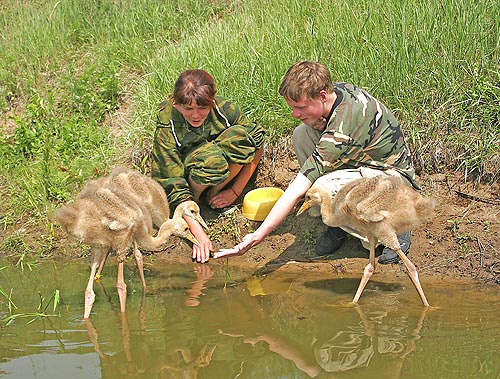 Дети учатся ухаживать за журавлями