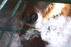 Капля никотина убивает не лошадь, а трех