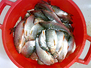 Как правильно солить рыбу