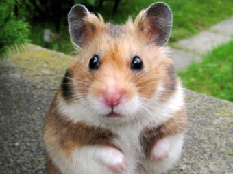 В Екатеринбурге выберут самого быстрого хомяка