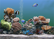 За счет проекта ПАТЭС популяцию нерковых рыб можно восстановить за 6-7 лет