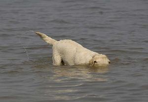 Животные помогают ловить рыбу