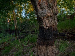 Гринпис: «Роснефти» не хватило года для ликвидации разлива под Нефтеюганском