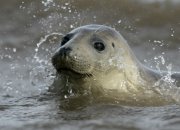 Строительство газопровода в зоне Кургальского заказника угрожает популяциям серого тюленя и кольчатой нерпы