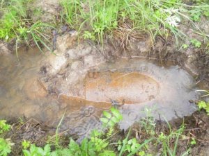 В охранной зоне нефтепродуктопровода в Киришском районе Ленинградской области обнаружена авиабомба времен Великой Отечественной войны