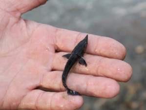 «Транснефть-Верхняя Волга» зарыбляет Чебоксарское водохранилище