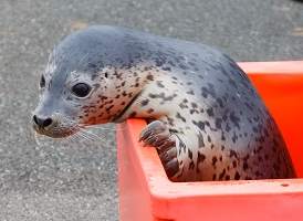 Судоверфь «Звезда» взяла под опеку детеныша ларги