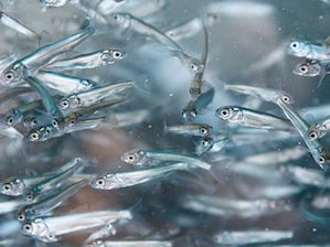 «Газпромнефть-Ямал» восполняет рыбные запасы Обь-Иртышского бассейна молодью муксуна и чура