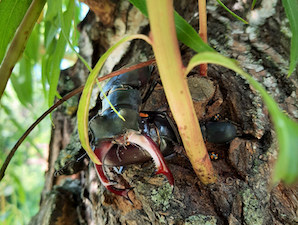 В зоне расположения Курской АЭС поселились реликтовык жуки-олени