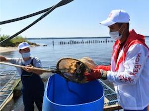 «ЛУКОЙЛ-Пермь» выпустит в водоемы Прикамья 90 тысяч мальков стерляди