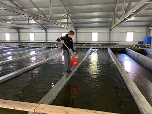 «РН-Шельф-Арктика» выпустила в реки Сахалина миллион мальков кеты