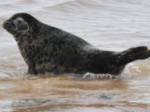 Детеныши серого тюленя, найденные близ «Лахта Центра» и в Крюковом канале, выпущены на волю