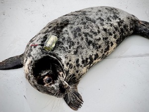 Найденного у Ленинградской АЭС детеныша тюленя назвали Ураном и отпустили после реабилитации в Финский залив