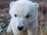 «Роснефть» 10 лет опекает белых медведей