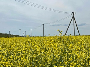 «Россети Ленэнерго» обеспечили допэлектроэнергией рекреационный центр в Выборгском районе Ленобласти