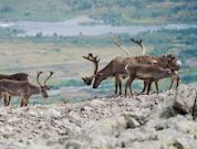 «РН-Уватнефтегаз» реализует программу по сохранению популяции северного лесного оленя
