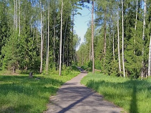 Лыжероллерная трасса в спортивном парке Ярцево станет освещенной