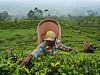 Шри-Ланка заплатит за иранскую нефть цейлонским чаем