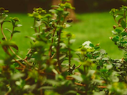 Ученые Пермского Политеха создали зеленую кровлю крыши из переработанных отходов нефтедобычи