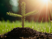 Волонтеры Эн+ и РУСАЛ высадили более 2 500 деревьев и кустарников