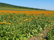 «Адыгейские электрические сети» выдали 600 кВт мощности производителю фитокомплексов