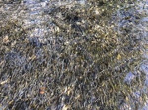 «Южные электрические сети Камчатки» выпустили более 7 тысяч мальков кеты в ручей Зеленовский