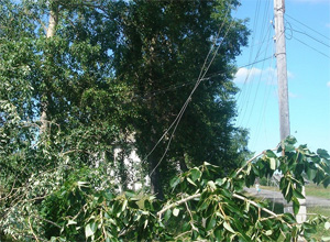 Лучшей работе «Карелэнерго» мешают деревья