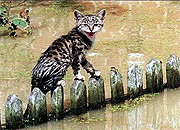 В поселке Калевала (Карелия) возникла угроза наводнения