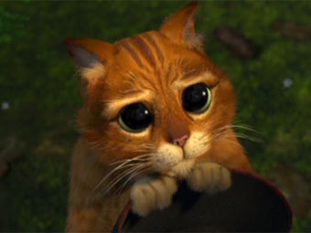 Виновником многочисленных краж одежды оказался кот-клептоман