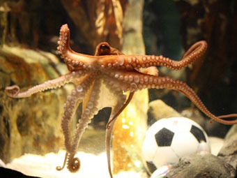 Медведев съел собрата осьминога Пауля