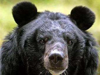 Забравшийся в дом к американцам медведь поел фруктов и уволок чучело