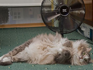 В сетях МОЭСК зафиксирован новый летний рекорд энергопотребления