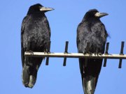 «Волгоградэнерго» до 2018 года установит около 87 тысяч ПЗУ на распредсетях 30-ти районов региона