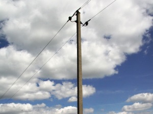 Экологи обнаружили первое на территории Нижегородской области гнездо редчайшего вида птиц – ястребиной совы