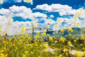 ФСК ЕЭС расчистит 2 400 га трасс ЛЭП на юге России