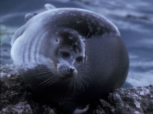 Экологи просят губернатора Ленинградской области не разрушать Кургальский заказник