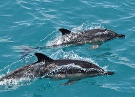 Ученые ИО РАН при поддержке «Роснефти» провели авиационный учет дельфинов Черного моря