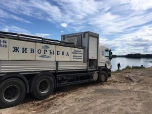 «Транснефть – Диаскан» выпустила 1,7 тысячи штук молоди стерляди в Угличское водохранилище на Волге