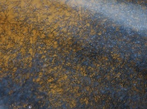 Компания «Таас-Юрях Нефтегазодобыча» восполняет биоресурсы Вилюйского водохранилища