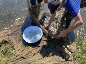 «Газпром недра» зарыбляет водоемы промысловой ихтиофауной