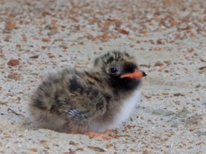 Экспедиция изучила орнитофауну на Ямбургском месторождении