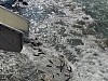 РусГидро зарыбляет реки и водохранилища ГЭС в Карачаево-Черкесии