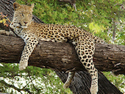 При участии РусГидро в дикую природу выпущены три редких леопарда