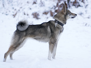 В Прикамье подключен к электросетям питомник по разведению охотничьих собак