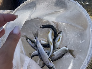 Березовский угольный разрез выпустил в Енисей молодь хариуса