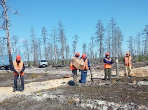 «Газпром трансгаз Югорск» высадил более 60 тысяч сосен